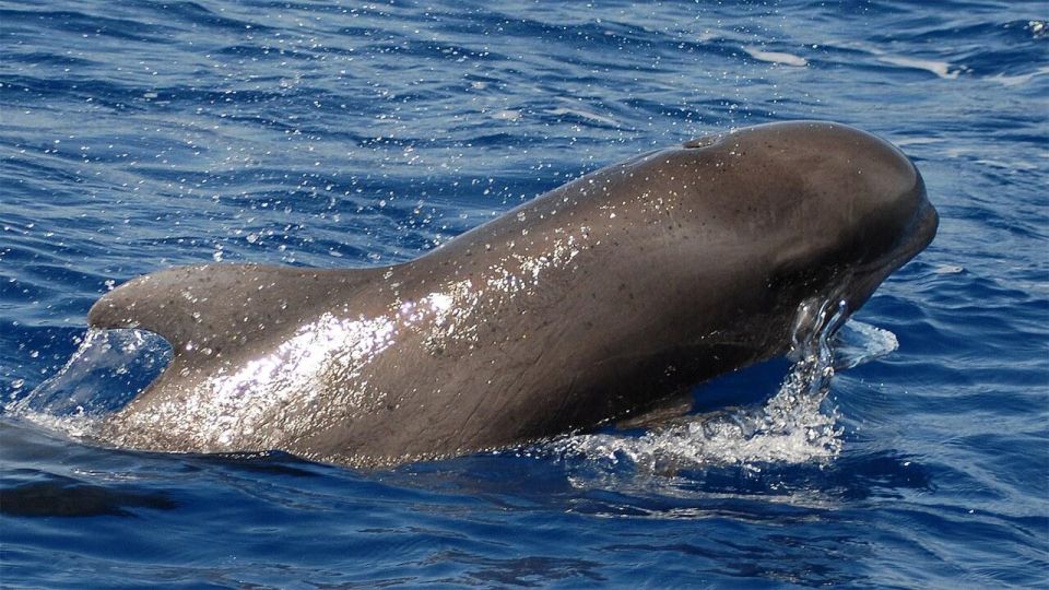 Tenerife: Eco-Yacht Whale and Dolphin Watching and Swimming - Travelin Lady: the eco-yacht built for whales, not just sightseeing