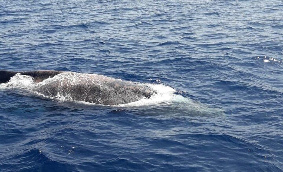 Tenerife: Eco-Yacht Whale and Dolphin Watching and Swimming - Ethical whale watching: what no-chase viewing looks like on the water