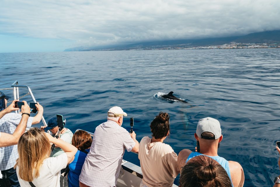 Tenerife: Eco-Yacht Whale and Dolphin Watching and Swimming - The swim and snorkel stop: how to make 15 minutes count