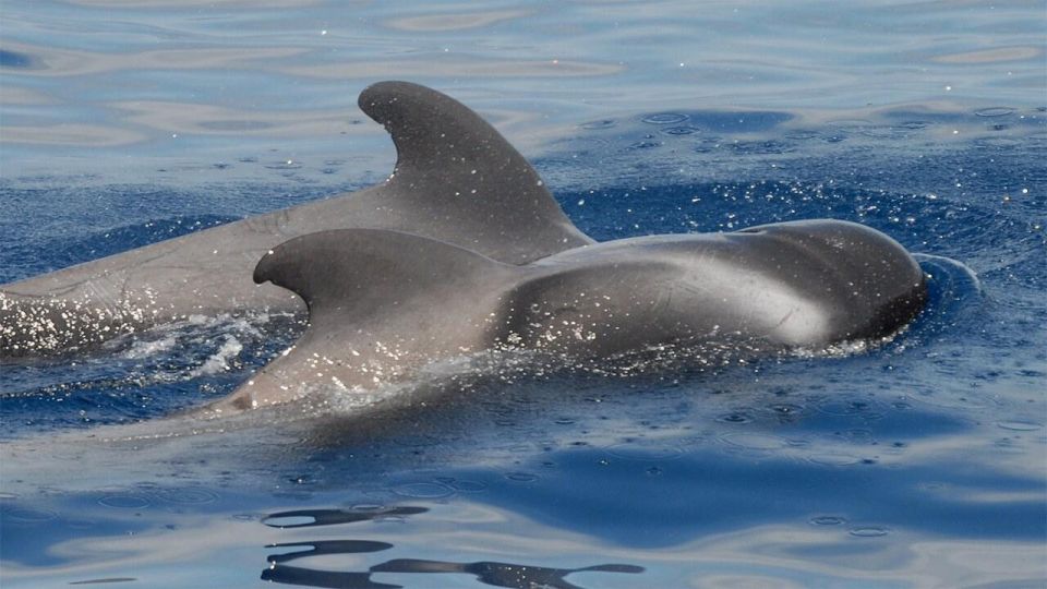 Tenerife: Eco-Yacht Whale and Dolphin Watching and Swimming - Price and value: why $13 for 90 minutes feels like a bargain