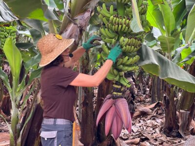 Tenerife: Finca Las Margaritas Banana Plantation Experience - Guided vs Self-Guided: Picking the Right Pace