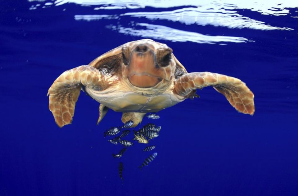 Tenerife: Kayak Safari and Snorkel in a Marine Reserve - Getting ready: what to bring so the day feels easy