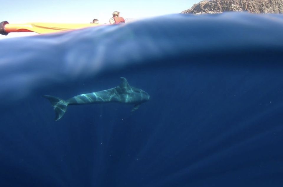 Tenerife: Kayak Safari and Snorkel in a Marine Reserve - What’s included in the $29 value—and what isn’t