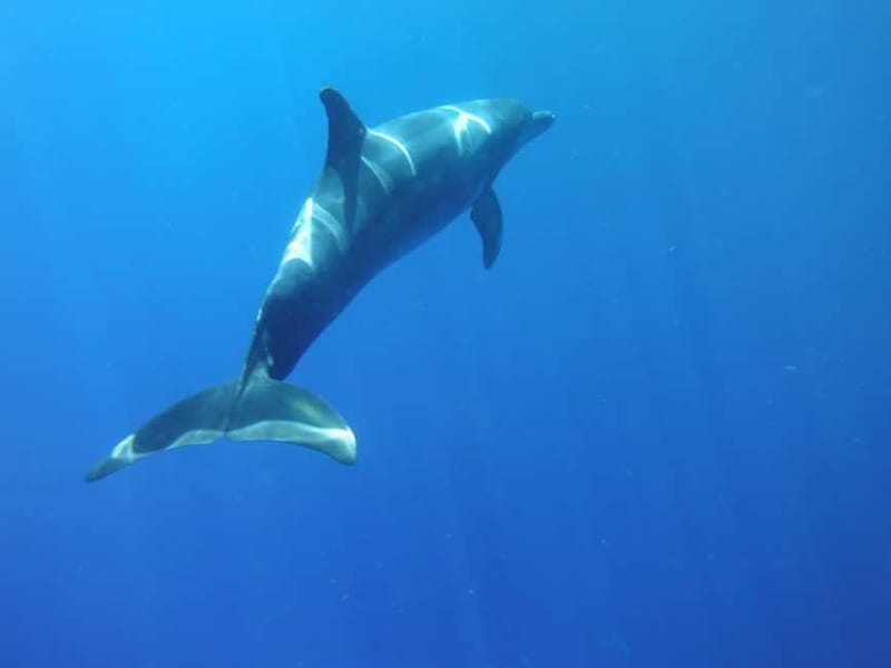 Tenerife: Kayak & Snorkel with Local Fauna, Photos Included - Kayaking the volcanic coast: caves, cliffs, and wildlife odds