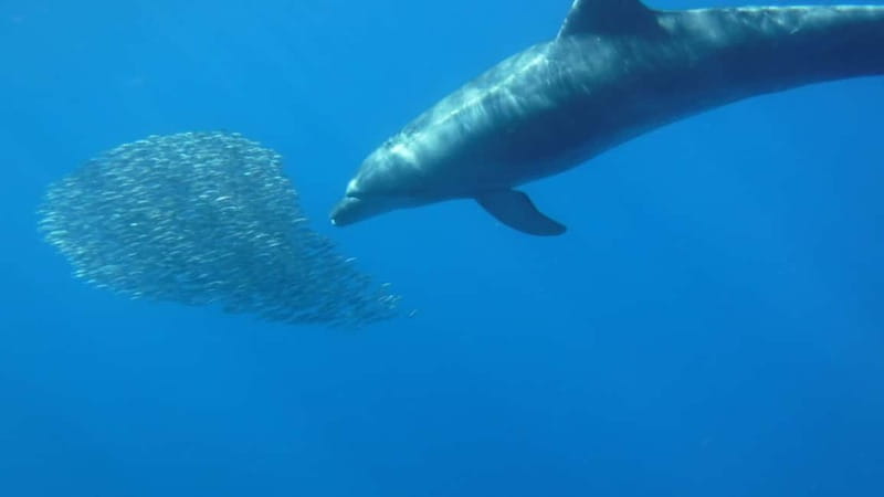 Tenerife: Kayak & Snorkel with Local Fauna, Photos Included - What’s included in the $36 price—and why it feels fair