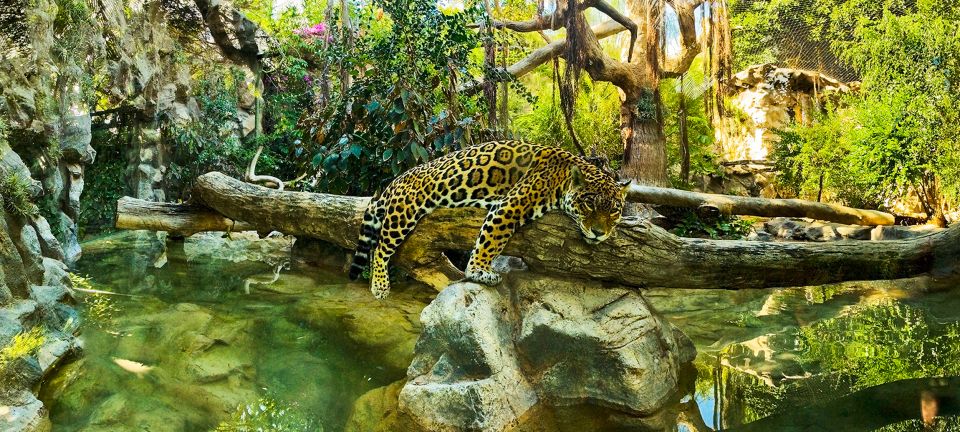 Tenerife: Loro Parque Entry Ticket - Who This Ticket Suits Best (and Who Might Feel Different)