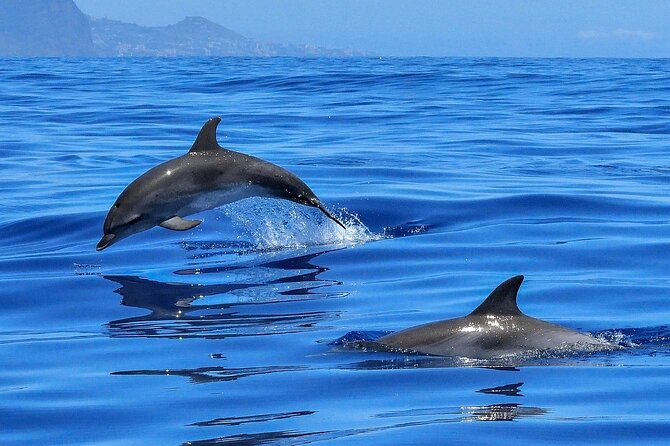Tenerife Los Cristianos: Whale and Dolphin Eco-Yacht and Swim Stop - Boat comfort: low-gravity design, shade, and motion reality