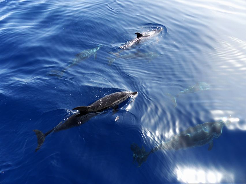 Tenerife: Los Gigantes Whale Watching Cruise by Sail Boat - Los Gigantes on a sailboat: why this cruise feels different