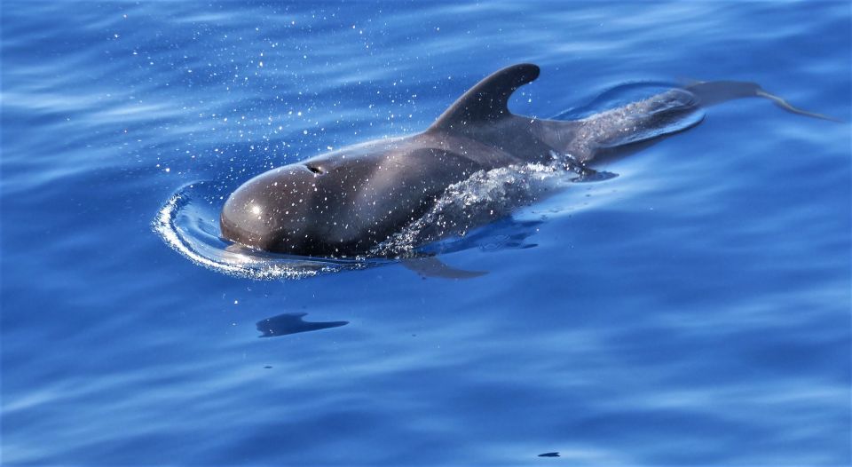Tenerife: Los Gigantes Whale Watching Cruise by Sail Boat - What you can realistically expect to spot in the Atlantic