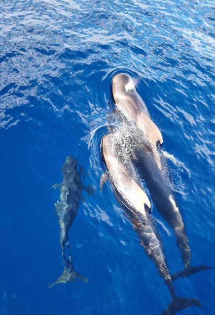Tenerife: Marine-Life Tour with Transfer, Buffet and Drinks - The Puerto Colón cruise: how dolphins and whales actually show up