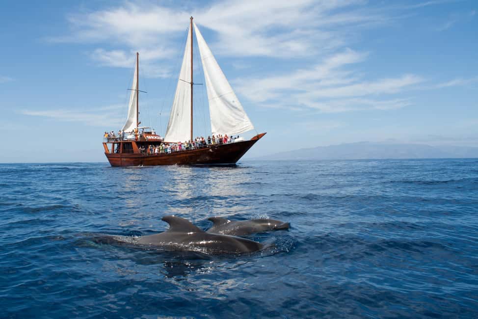 Tenerife: Whale & Dolphin Watching Cruise with Swim Stop - Key highlights worth marking on your plan