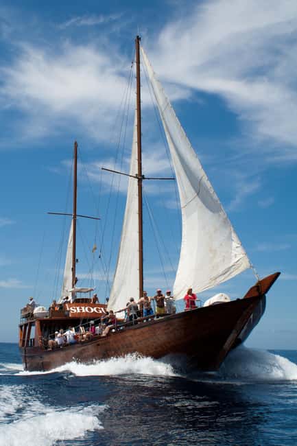 Tenerife: Whale & Dolphin Watching Cruise with Swim Stop - Who should book this cruise (and who should skip)