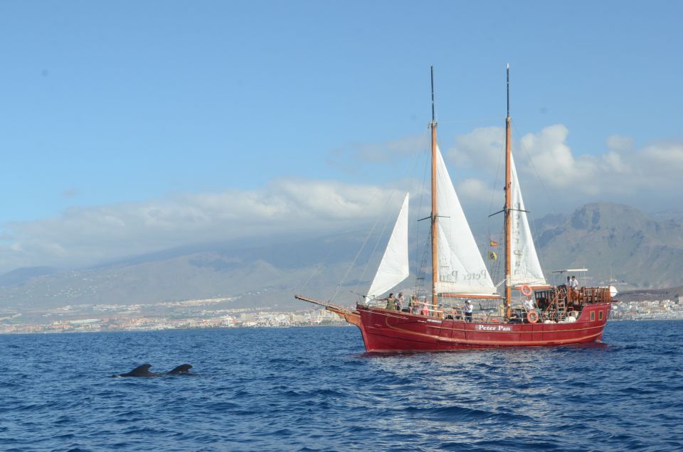 Tenerife: Whale & Dolphin Watching Cruise with Swim Stop - What you can realistically see: pilot whales, dolphins, and seabirds