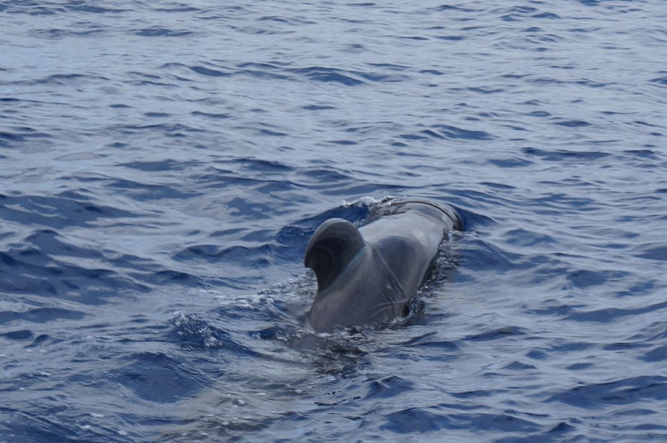 Tenerife: Whale & Dolphin Watching Cruise with Swim Stop - The optional 15–20 minute swim stop near the coast