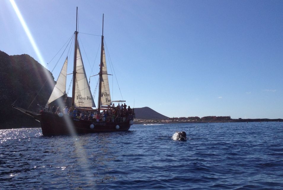 Tenerife: Whale & Dolphin Watching Cruise with Swim Stop - Price and value: what $29 actually buys you