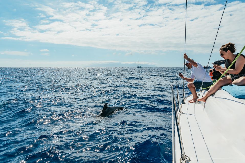 Tenerife: Whale & Dolphin Watching with Drinks and Snacks - Southern Tenerife’s sea life: why you’re likely to see something