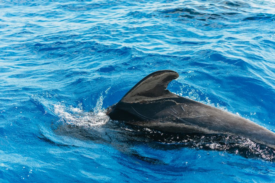 Tenerife: Whale & Dolphin Watching with Drinks and Snacks - Out at sea: how whale and dolphin watching really plays out