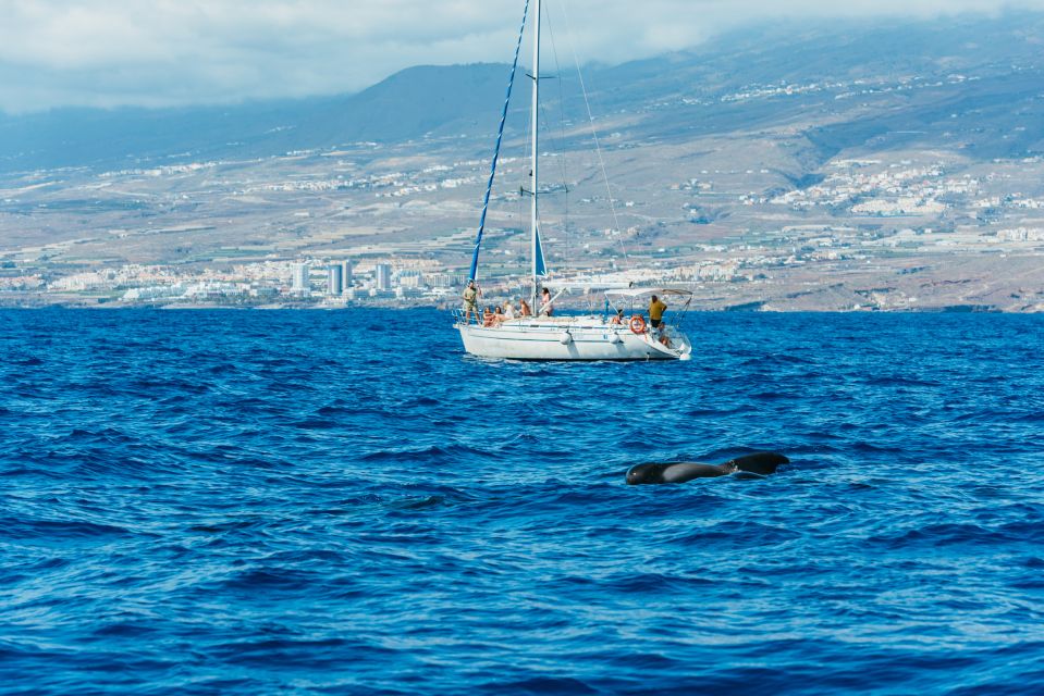 Tenerife: Whale & Dolphin Watching with Drinks and Snacks - The anchor-and-swim stop: snorkeling turtles in a secluded bay