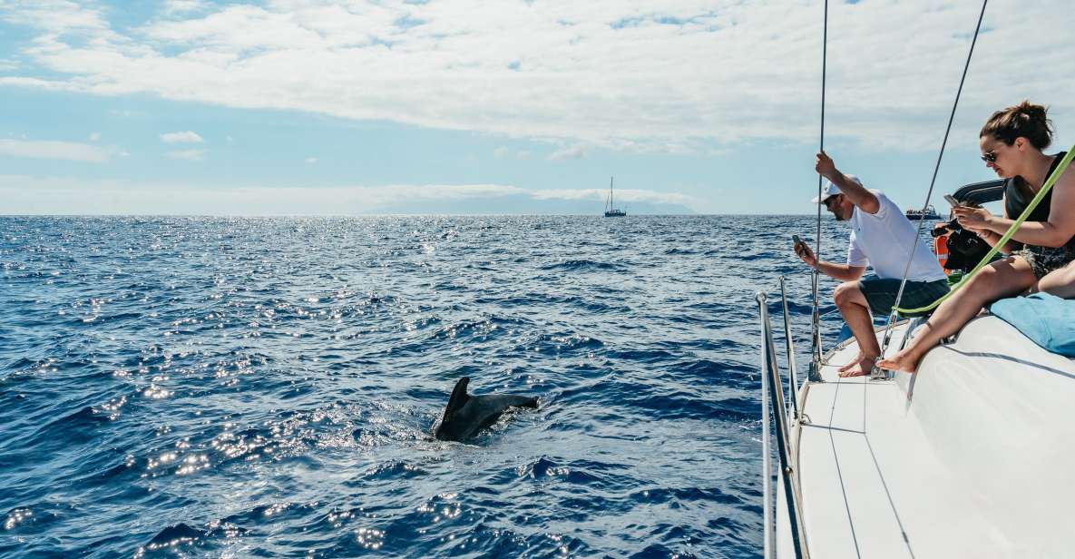 Tenerife: Whale & Dolphin Watching with Drinks and Snacks - The 3-hour plan: pickup, van ride, then straight onto the water