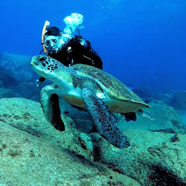 Tenerife: Your First Scuba Diving Experience in Turtle Area - Should you book this Tenerife turtle-area first scuba and snorkeling safari?
