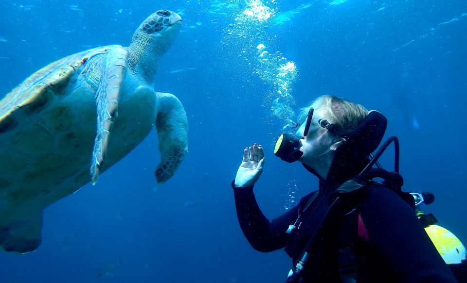 Tenerife: Your First Scuba Diving Experience in Turtle Area - Marine life odds in the turtle area: what to look for (and what’s realistic)
