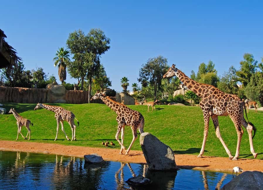 Valencia: Bioparc Valencia Admission Ticket - Key takeaways before you go