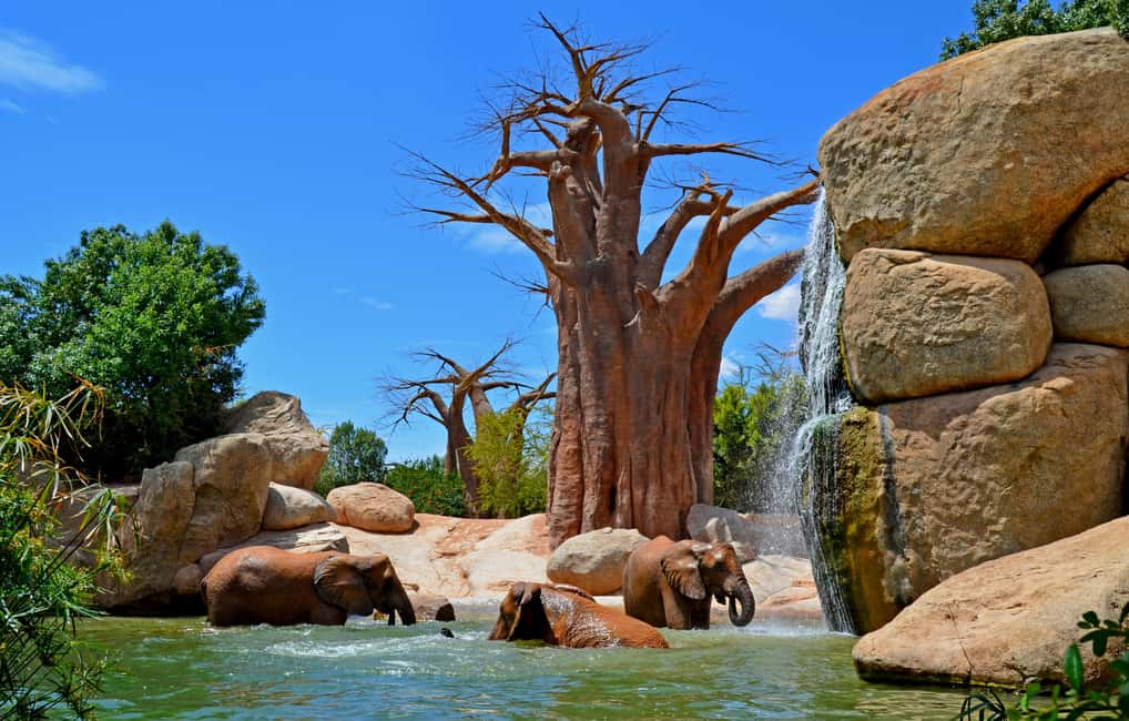 Valencia: Bioparc Valencia Admission Ticket - Bioparc Valencia is a walking safari of habitats