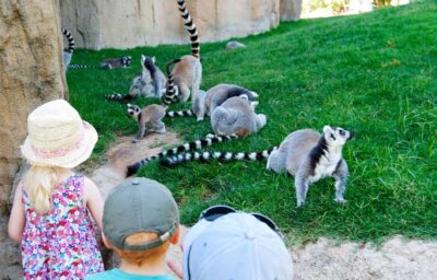 Valencia: Bioparc Valencia Admission Ticket - Ticket value: what you get for the admission price