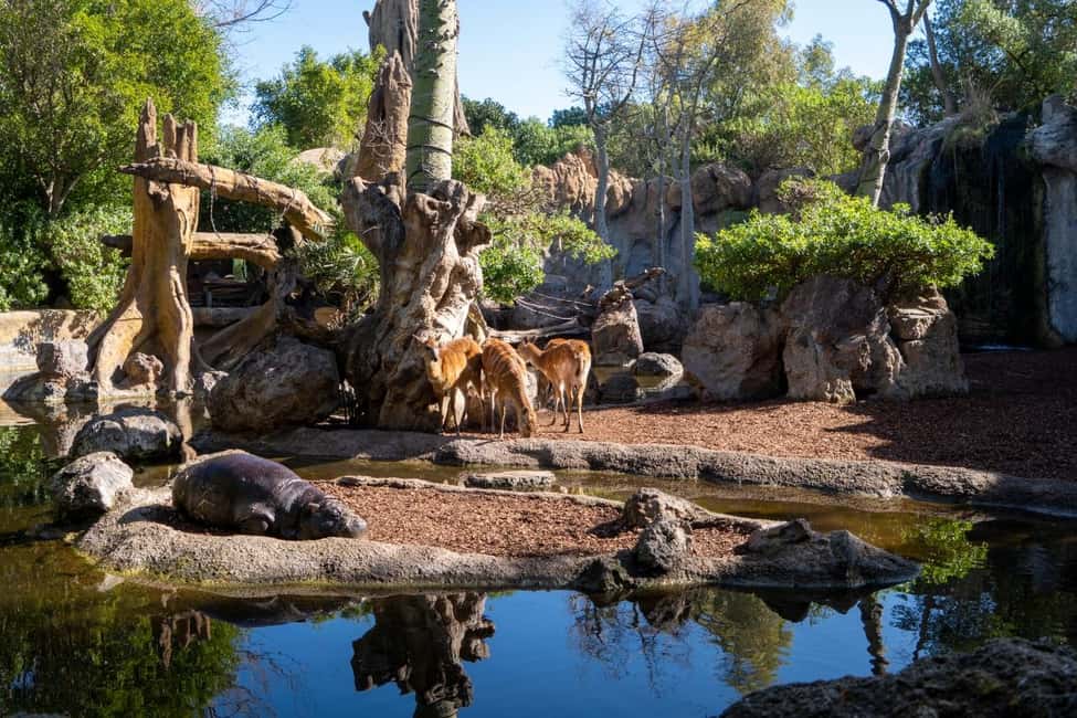 Valencia: Bioparc Valencia Admission Ticket - Wetlands and the elephant trail: hippos, crocodiles, and fish under water