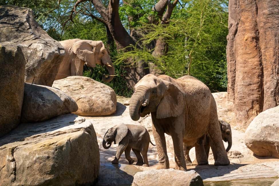 Valencia: Bioparc Valencia Admission Ticket - Equatorial rainforest and Madagascar: gorillas and lemurs in separate worlds