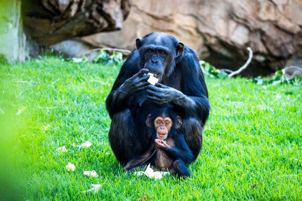 Valencia: Bioparc Valencia Admission Ticket - Planning time: how long you actually need