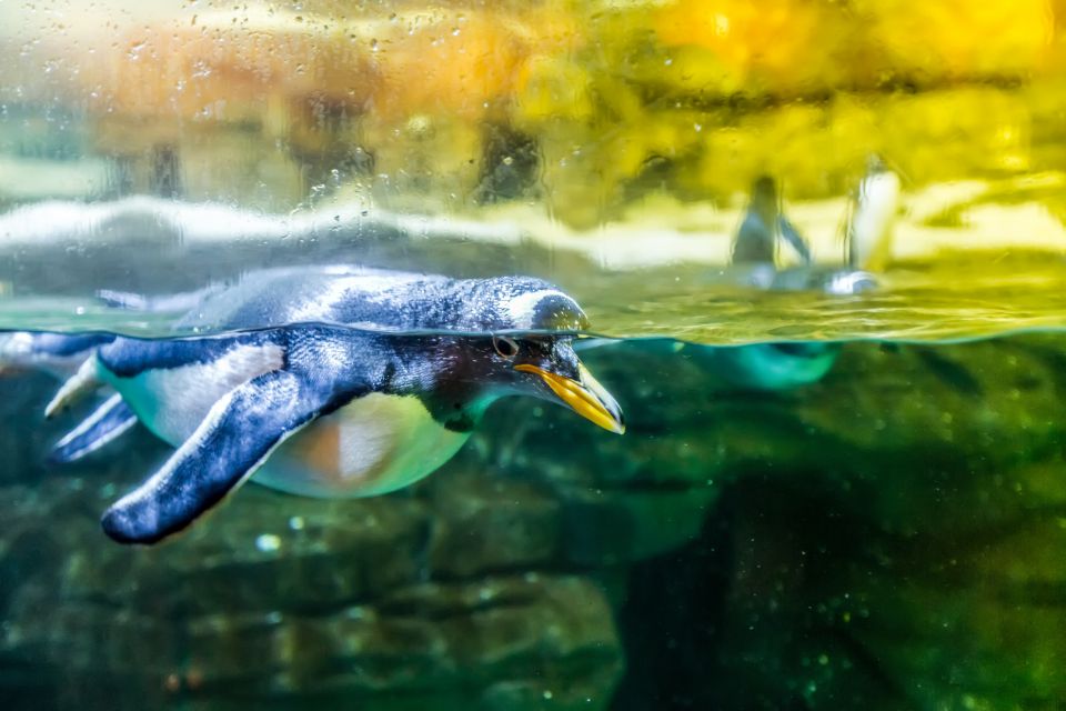 Valencia: Oceanogràfic Entry Ticket - Dolphin Show and 4D Fun: Build Your Day Around the Main Moments