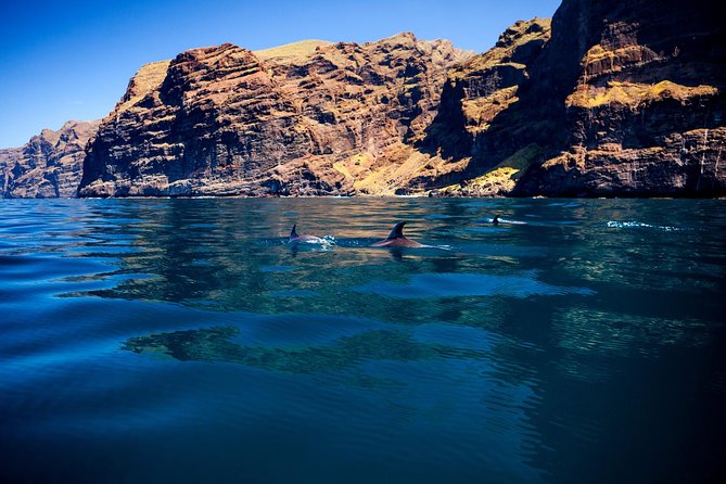 Whale watching and listening Eco-Catamaran Tour with Food Tasting - The swim and snorkel stop: best way to get the most out of it