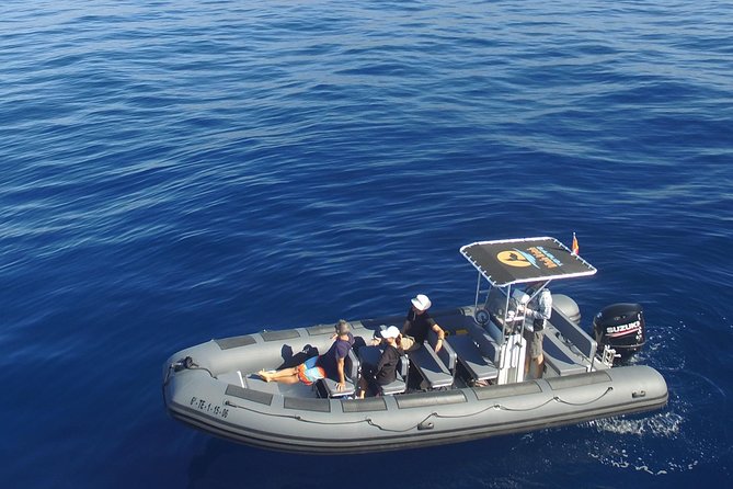 Whale Watching Eco-Adventure from Costa Adeje - Teno-Rasca Marine Protected Area: what you’re really paying for