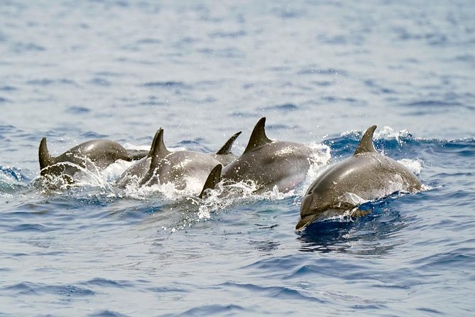 Whale Watching Eco-Adventure from Costa Adeje - The small RIB boat that changes your sightlines