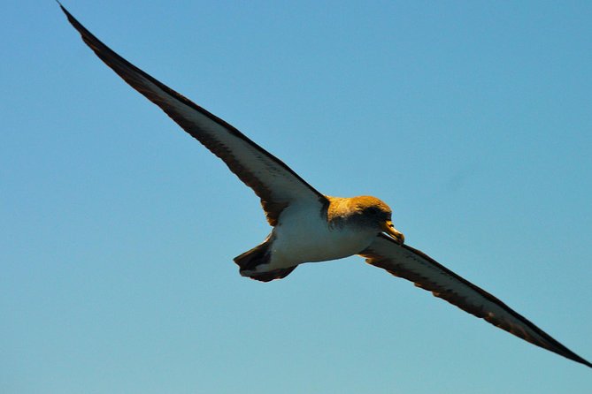 Whale Watching Eco-Adventure from Costa Adeje - The 2-hour loop: what the timing feels like