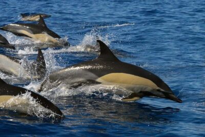 Whale Watching Eco-Adventure from Costa Adeje - Hydrophone listening: the sound you can actually hear