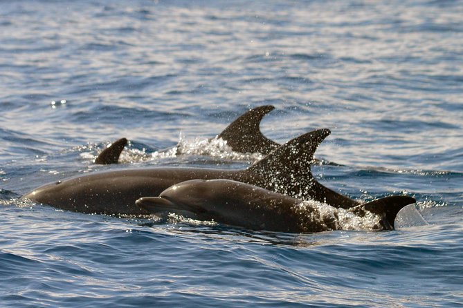 Whale Watching Eco-Adventure from Costa Adeje - Eco-friendly approach: respect that shows up in how they operate