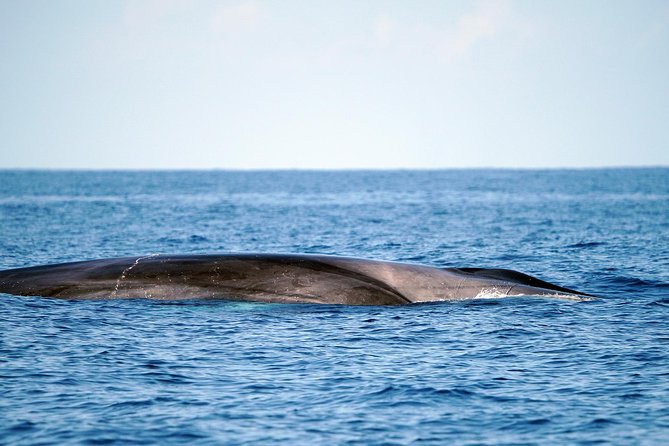 Whale Watching Eco-Adventure from Costa Adeje - Price and value: is $72.56 worth it