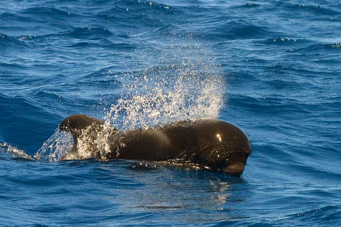 Whale Watching Eco-Adventure from Costa Adeje - Meeting point and getting there without stress