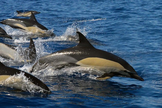 Whale Watching Eco-Adventure from Costa Adeje - Hydrophone listening: the sound you can actually hear